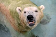 In Pics: \'Inuka\' world\'s first and only polar bear of tropics dies aged 27