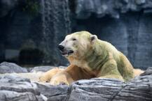 In Pics: \'Inuka\' world\'s first and only polar bear of tropics dies aged 27