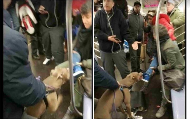 BIZARRE! This video of pit bull biting a woman and not letting go in a New York subway is going viral BIZARRE! This video of pit bull biting a woman and not letting go is going viral