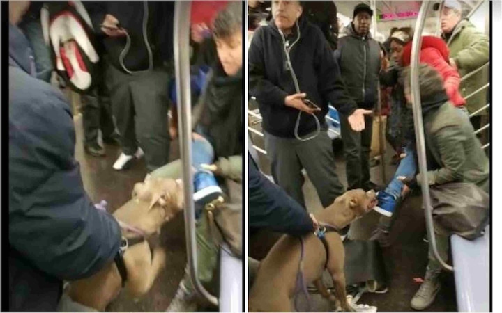 BIZARRE! This video of pit bull biting a woman and not letting go in a New York subway is going viral BIZARRE! This video of pit bull biting a woman and not letting go is going viral