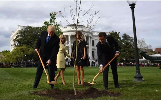 Tree planted by Trump and Macron in White house vanishes mysteriously Tree planted by Trump and Macron in White House vanishes mysteriously? Here is the truth