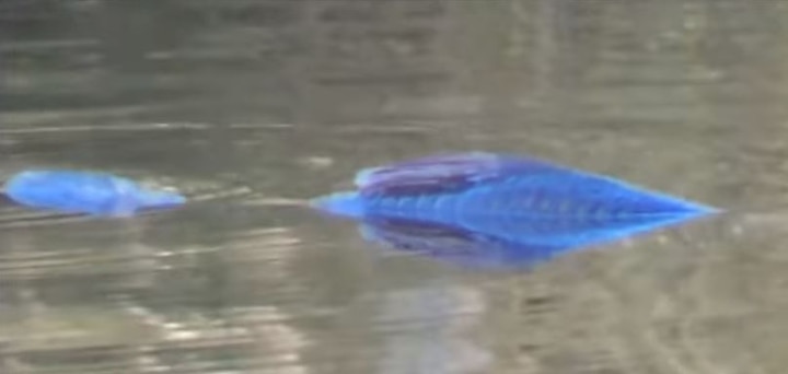 Bizarre! 4 foot, fluorescent-blue, fish-like creature filmed; drives crazy speculations Bizarre! 4 foot, fluorescent-blue, fish-like creature filmed; drives crazy speculations