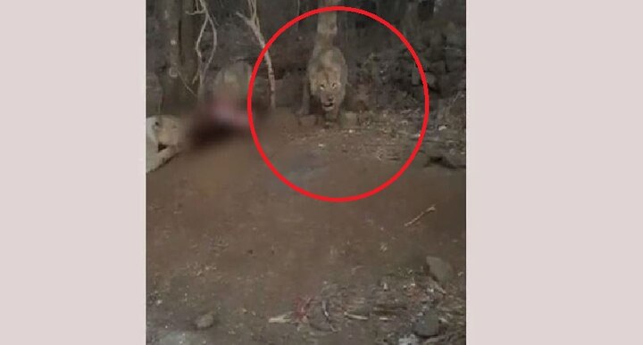 VIDEO: Lion eating its prey gets scared of a man whistling at them VIDEO: Lions eating its prey got scared of a man whistling at them