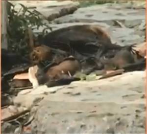 After Kerala, Nipah virus fear grips Himachal; Over 20 dead bats found in a school bus
