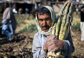 Centre likely to announce Rs 8,000 cr package for sugarcane farmers today Centre likely to announce Rs 8,000 cr package for sugarcane farmers today