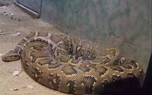 BIZARRE ! Woman swallowed by 23 foot long python, body found intact inside stomach