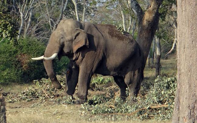 Train kills elephant in Uttarakhand Train kills elephant in Uttarakhand