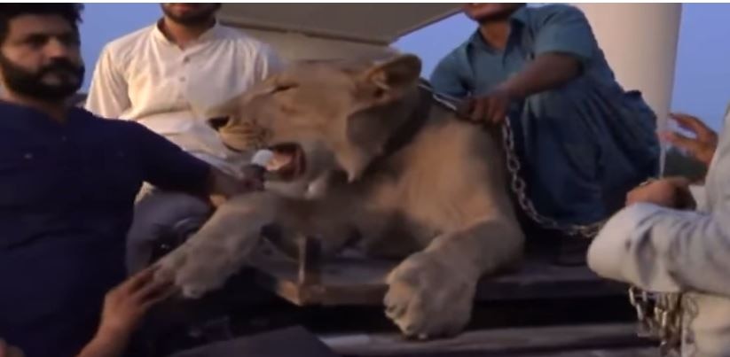 Pak: BIZARRE ! PML-N supporter brings REAL LION to campaign for Maryam Nawaz