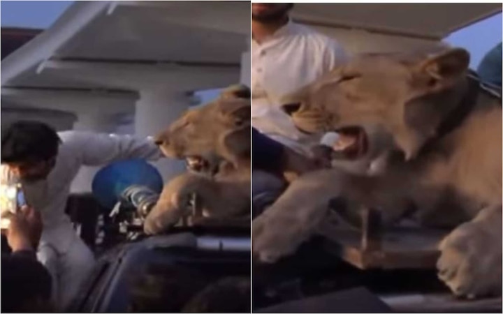 Pakistan: BIZARRE ! PML-N supporter brings REAL LION to campaigns for Maryam Nawaz Pak: BIZARRE ! PML-N supporter brings REAL LION to campaign for Maryam Nawaz