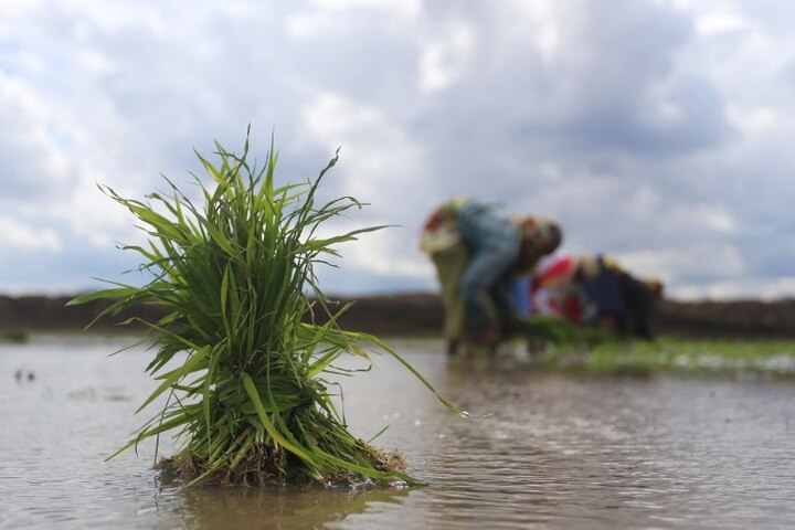 Govt hikes paddy minimum support price by Rs 200 per quintal Govt hikes paddy minimum support price by Rs 200 per quintal