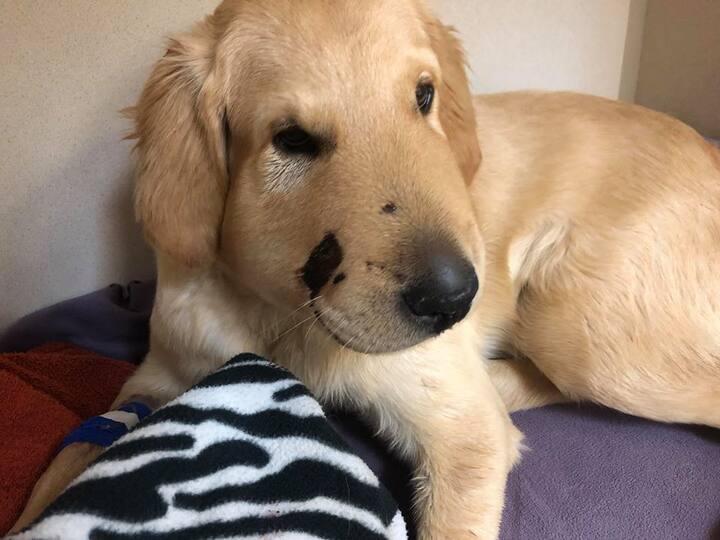 As per Paula’s Facebook post Todd is now recovering well. /Image: Facebook (Paula Godwin)
