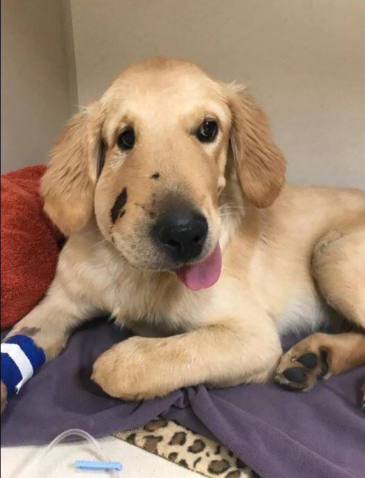 In a display of sheer courage and loyalty, a one-year-old golden retriever pup took a snake bite in order to save its owner. / Image: Facebook (Paula Godwin)