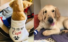 PICTURES: This dog is internet\'s new superhero and here is why