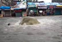 Monsoon in Maharashtra: Heavy rain lashes Mumbai, Chembur, Thane; Cities waterlogged, SEE PICS