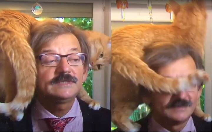 Watch: Professor gets heckled by cat during TV interview, remains unfazed Watch: Professor gets heckled by cat during TV interview, remains unfazed