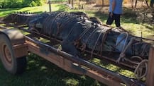 IN PICS: After 10 Years Of Search, Australian Rangers Capture 600 Kg Massive Crocodile
