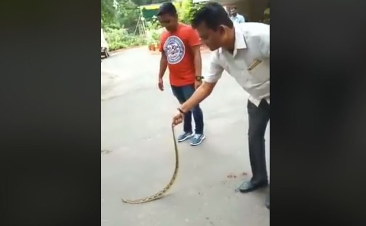 Watch: Video of Gujarat Congress leader subduing venomous snake outside home goes viral Watch: Video of Gujarat Congress leader subduing venomous snake outside home goes viral