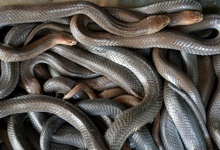 Maharashtra: 60 highly poisonous snakes found in school kitchen Maharashtra: 60 highly poisonous snakes found in school kitchen