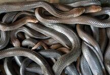 Maharashtra: 60 highly poisonous snakes found in school kitchen