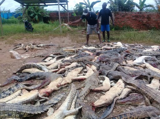 Bizarre Revenge Attack: Angry mob slaughters 300 crocodiles Bizarre Revenge Attack: Angry villagers slaughter nearly 300 crocodiles