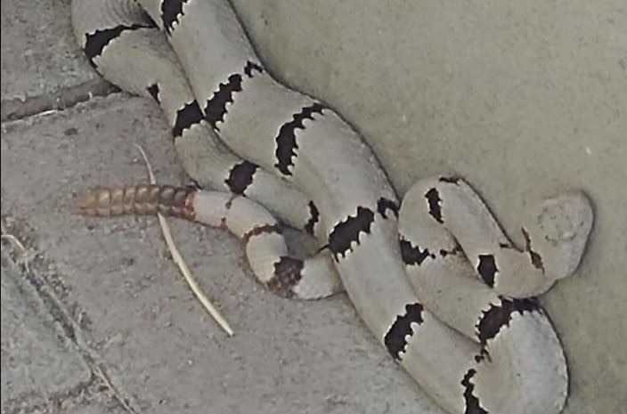 BIZARRE: 'Is that a headband'? Netizens left amazed by this grey-black rattlesnake BIZARRE: 'Is that a headband'? Netizens left amazed by this grey-black rattlesnake