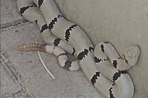 BIZARRE: \'Is that a headband\'? Netizens left amazed by this grey-black rattlesnake