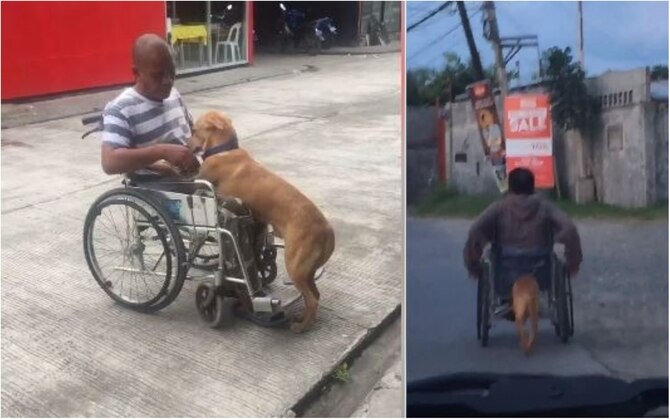 WATCH: This Heart-touching Video Of Dog Pushing Its Paralysed Master In Wheelchair Is Winning The Internet WATCH: This Heart-touching Video Of Dog Pushing Its Paralysed Master In Wheelchair Is Winning The Internet