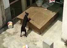 Delhi: 22 days after Burari mass suicide incident; the lone survivor dog dies