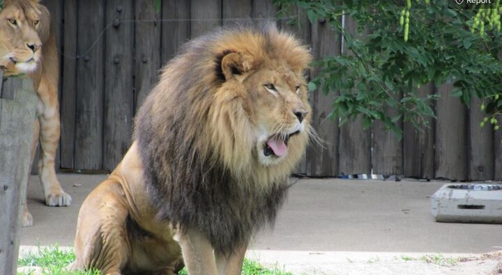  Gujarat: BIZARRE ! Lion attacks man's sheep, this is what he does next  Gujarat: BIZARRE ! Lion attacks man's sheep, this is what he does next