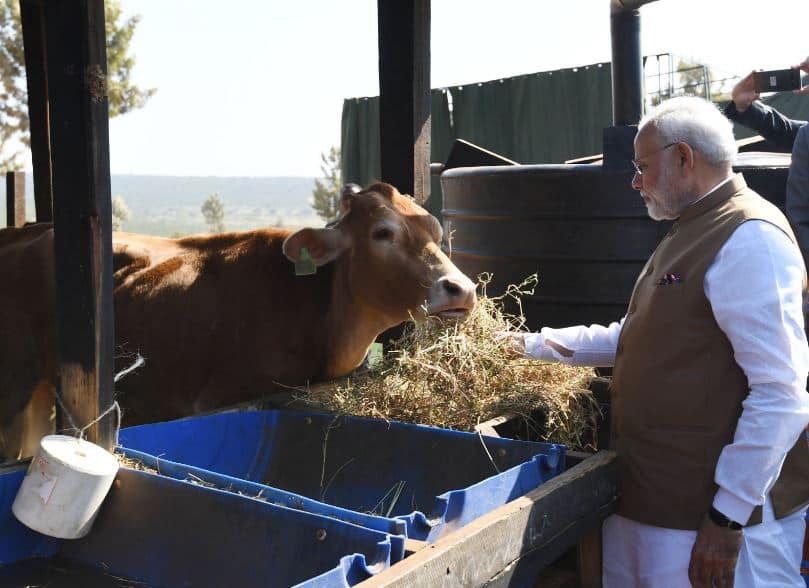 IN PICS: PM Modi Donates 200 Cows To Rwanda IN PICS: PM Modi Donates 200 Cows To Rwanda