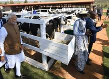 IN PICS: PM Modi Donates 200 Cows To Rwanda