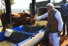 IN PICS: PM Modi Donates 200 Cows To Rwanda