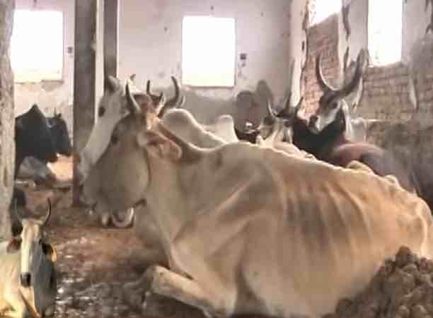18 cows locked in room die of suffocation at shelter home in Chhattisgarh Chhattisgarh: 18 cows locked in room die of suffocation at shelter home