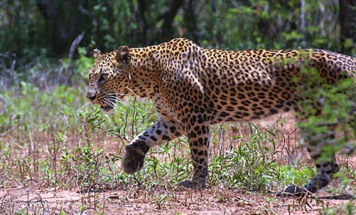 Gujarat: Leopard attacks motorcycle-borne couple, snatches infant Gujarat: Leopard attacks motorcycle-borne couple, snatches infant