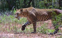 Maharashtra: Leopard cub enters home, dozes off beside two children
