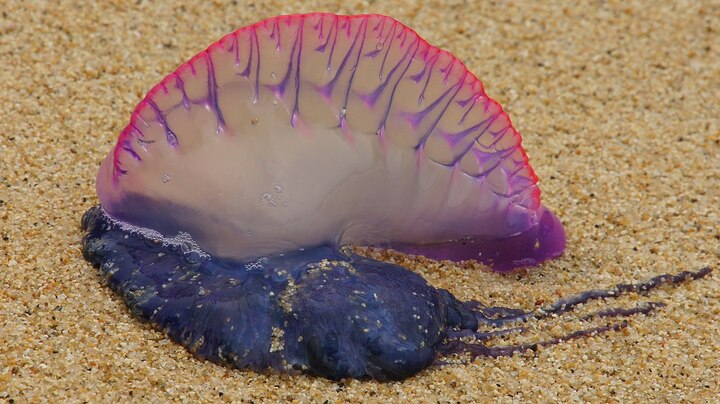 Mumbai: Over 150 injured in blue bottle jellyfish attacks at beaches Mumbai: Over 150 injured in toxic blue bottle jellyfish attacks at beaches