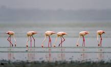 In Pictures: Flamingos Flock Back To Sambhar Salt Lake In Rajasthan