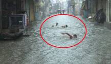 In Pics: MP\'s Ujjain Road Turns Into Swimming Pool Due To Incessant Rain