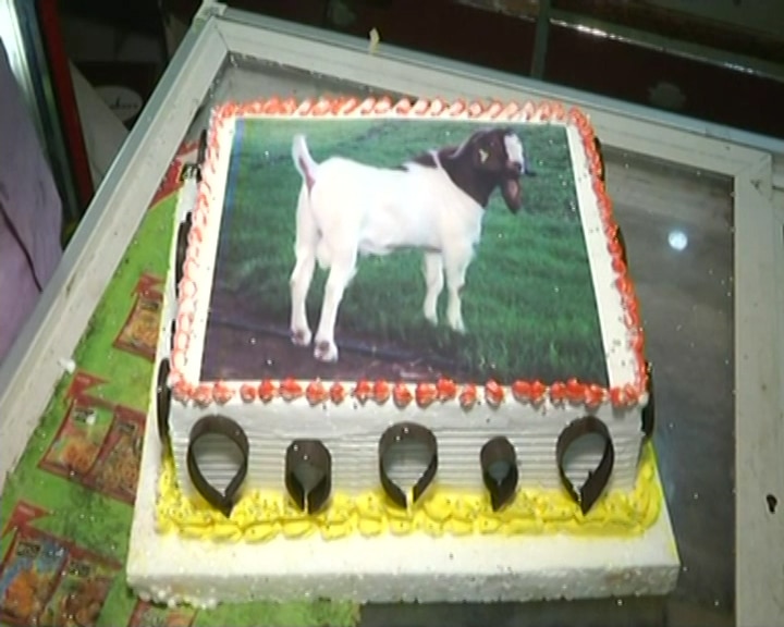 Goat Cake for Festive Celebrations