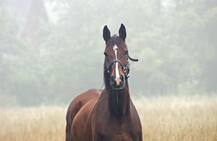 BIZARRE ! Man tries to take horse on a train, pictures go viral