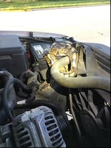 IN PICTURES: Woman shocked to find 4-foot-long python coiled inside car\'s hood