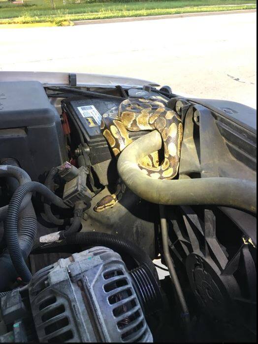 A Wisconsin woman who was facing troubles with her SUV, received a good shock when she discovered that the reason behind her vehicle failure was a 4-foot-long python hiding in its hood. Image: Facebook/ Omro Police Department