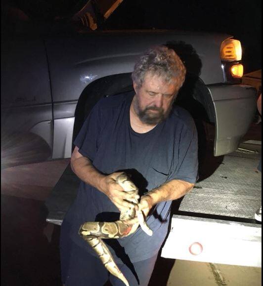As per local media reports, the python was rescued by snake rescuer Steve Keller. The snake was somebody’s pet that had escaped. However, the owners will not be allowed to have it back as keeping exotic pets is illegal in Canada . Image: Facebook/ Omro Police Department
