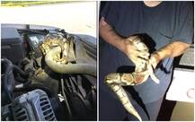 IN PICTURES: Woman shocked to find 4-foot-long python coiled inside car\'s hood