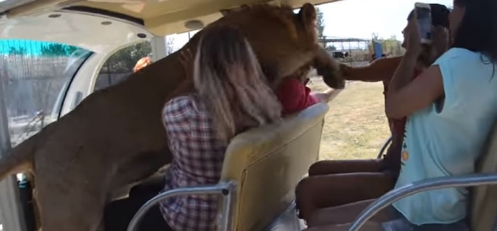 WATCH: Lion jumps into vehicle full of tourists and this is what it does next WATCH: Bizarre! Lion jumps into vehicle full of tourists and this is what it does next