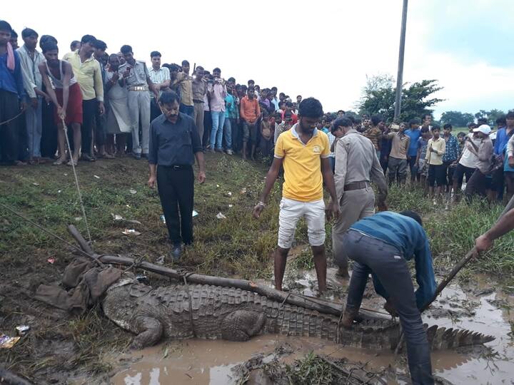 Jhansi: In Uttar Pradesh’s Jhansi a massive crocodile was captured on Friday. (ABP News Grab)