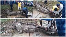 IN PICS: Massive 8 Feet Crocodile Captured From Uttar Pradesh’s Jhansi