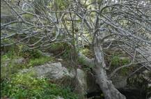 BIZARRE! Man\'s body found after fig tree grows from seed inside his stomach!