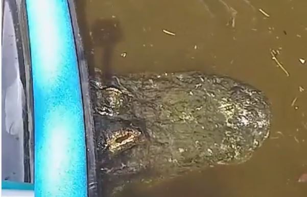 VIRAL VIDEO: Watch what happened when a boat got stuck on the back of this huge alligator WATCH: Canoe gets stuck on the back of a huge alligator; Video goes viral