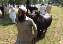 Watch: Cash-starved Imran Khan govt auctions 8 buffaloes kept at PM House